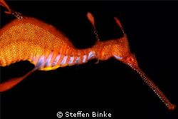 Weedy Seadragon by Steffen Binke 